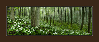 Hillside of Trilliums Pano